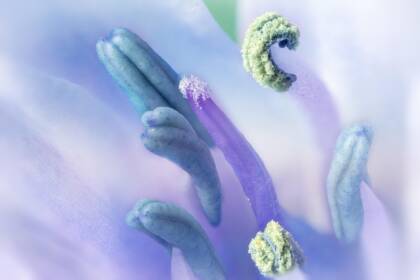 micro biom